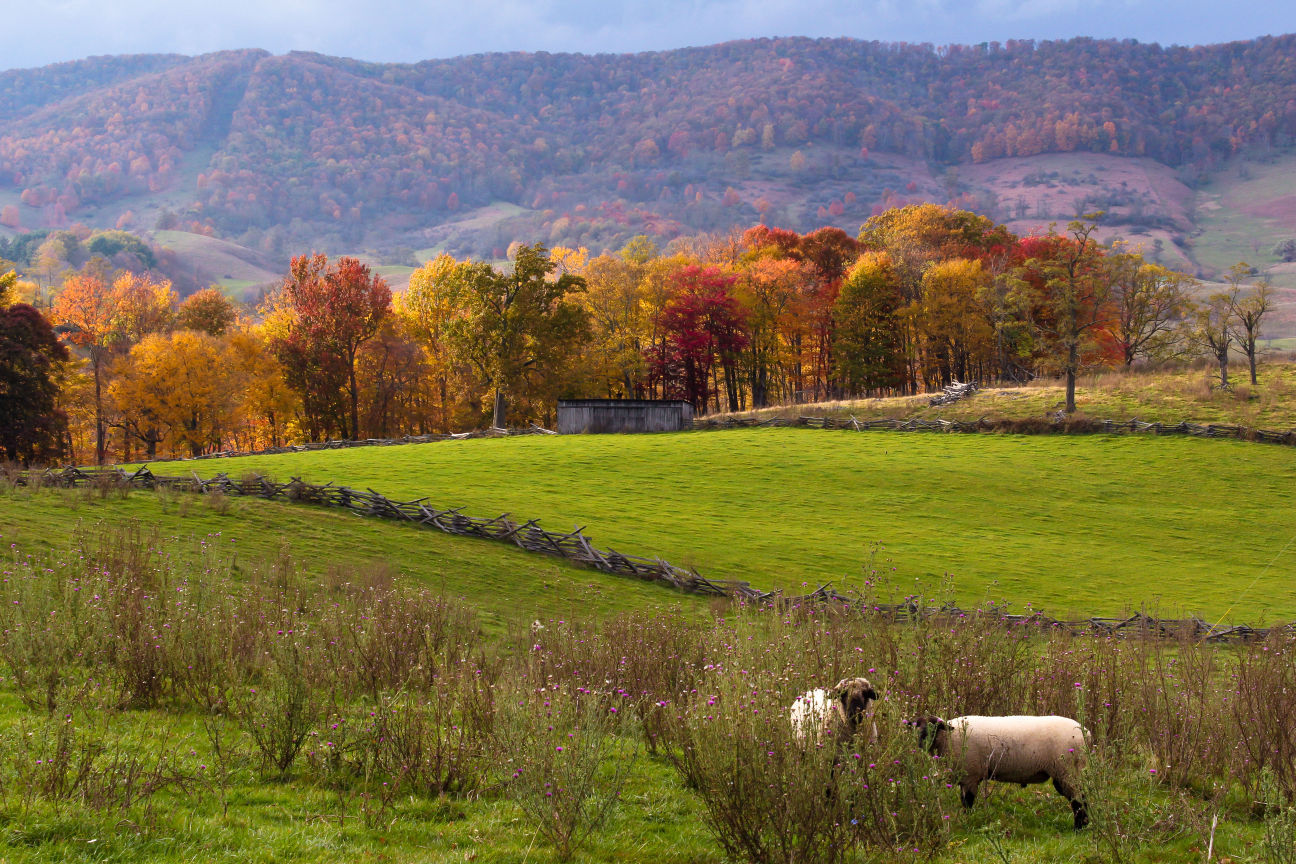 2015 Virginia Vistas: "Peek-A-Boo Sheep"